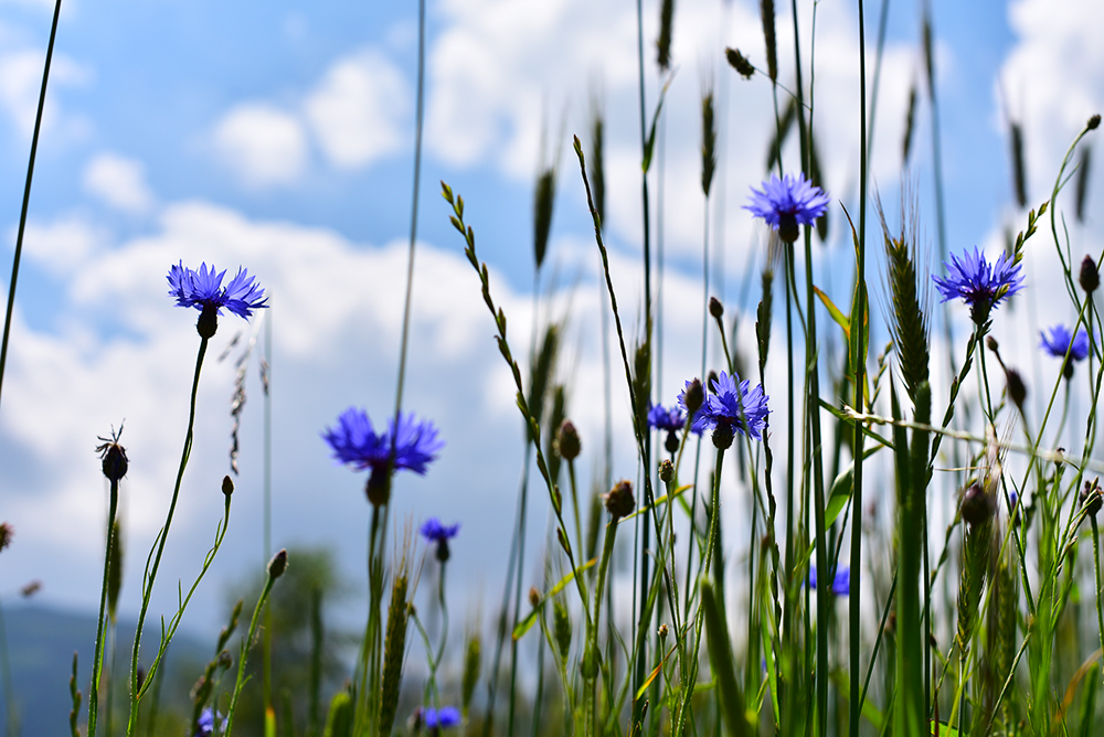 Blüte im Kornfeld