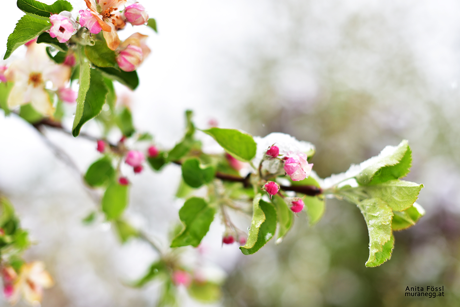 Apfelblüte im Schnee