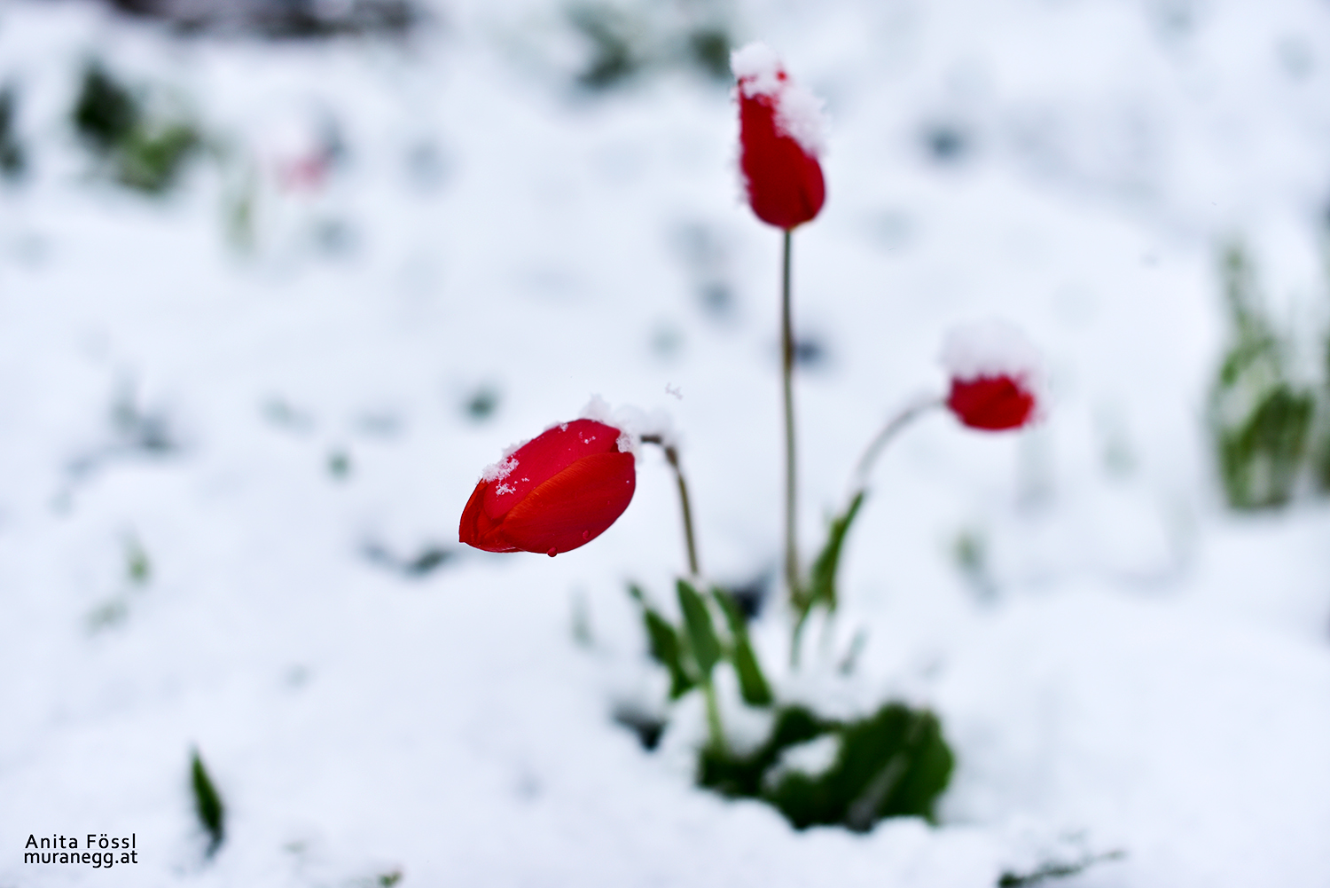 Rote Tulpe im Schnee
