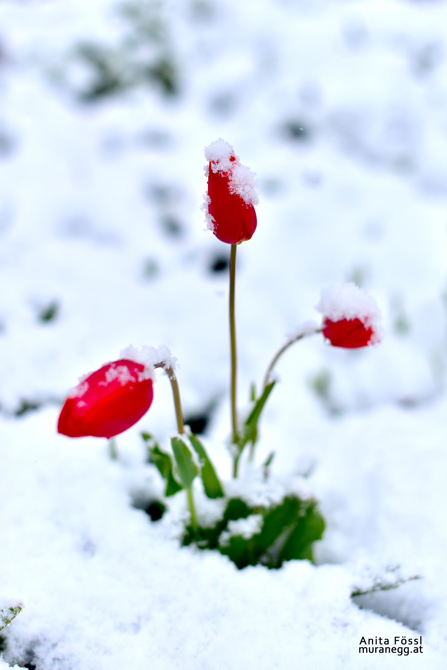 Tulpe im Schnee